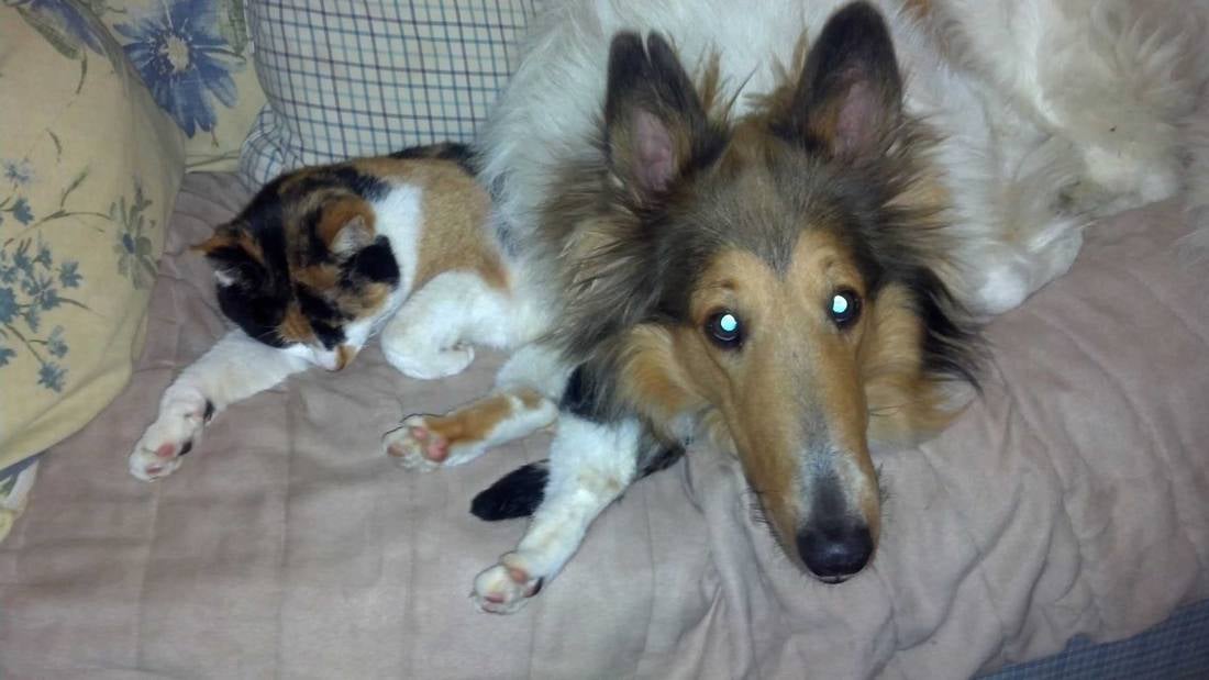 A dog and cat lying on a couch