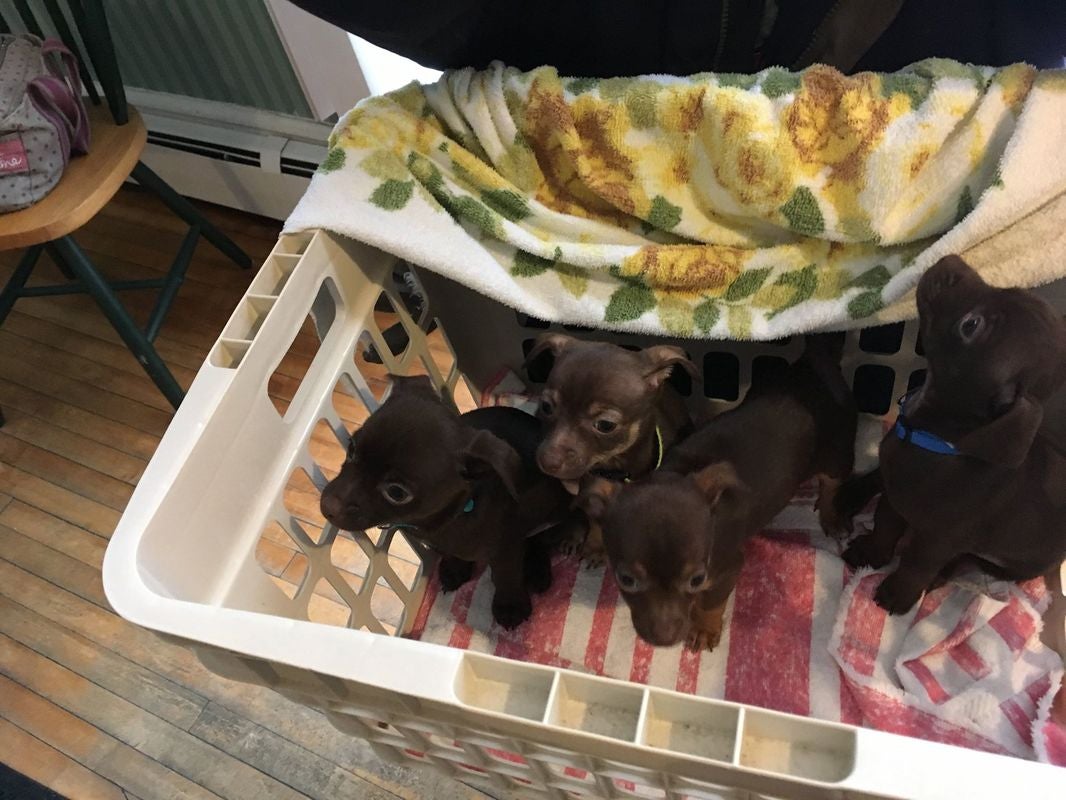 A group of puppies in a laundry basket