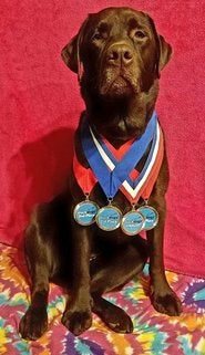 A dog wearing medals around its neck