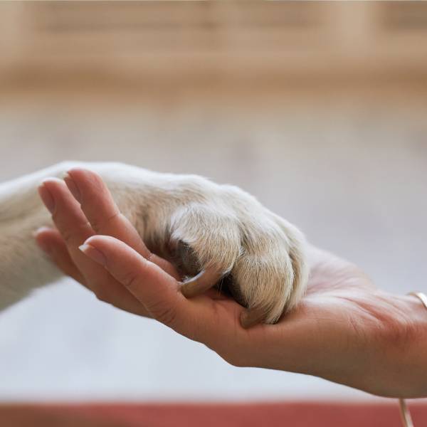 A dog paw and a person's hand