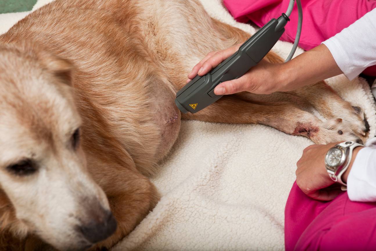 A person using a scanner to check the stomach of a dog<br />
