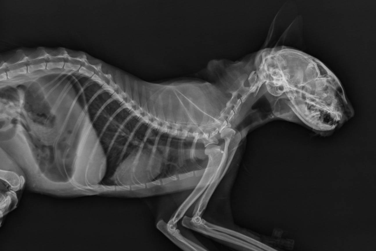 An x-ray of a dog<br />
