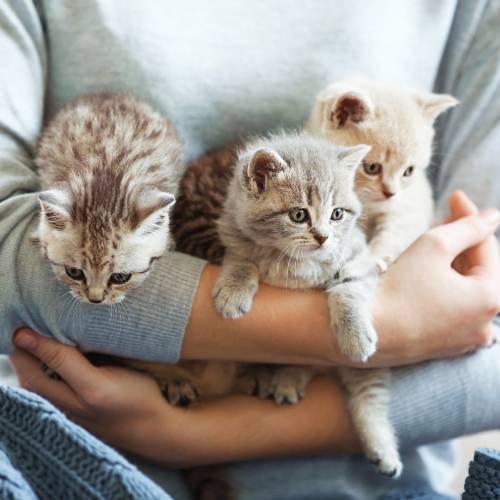 A person holding kittens in their arms