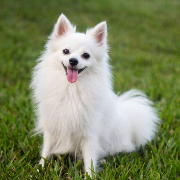 A white dog sitting in grass