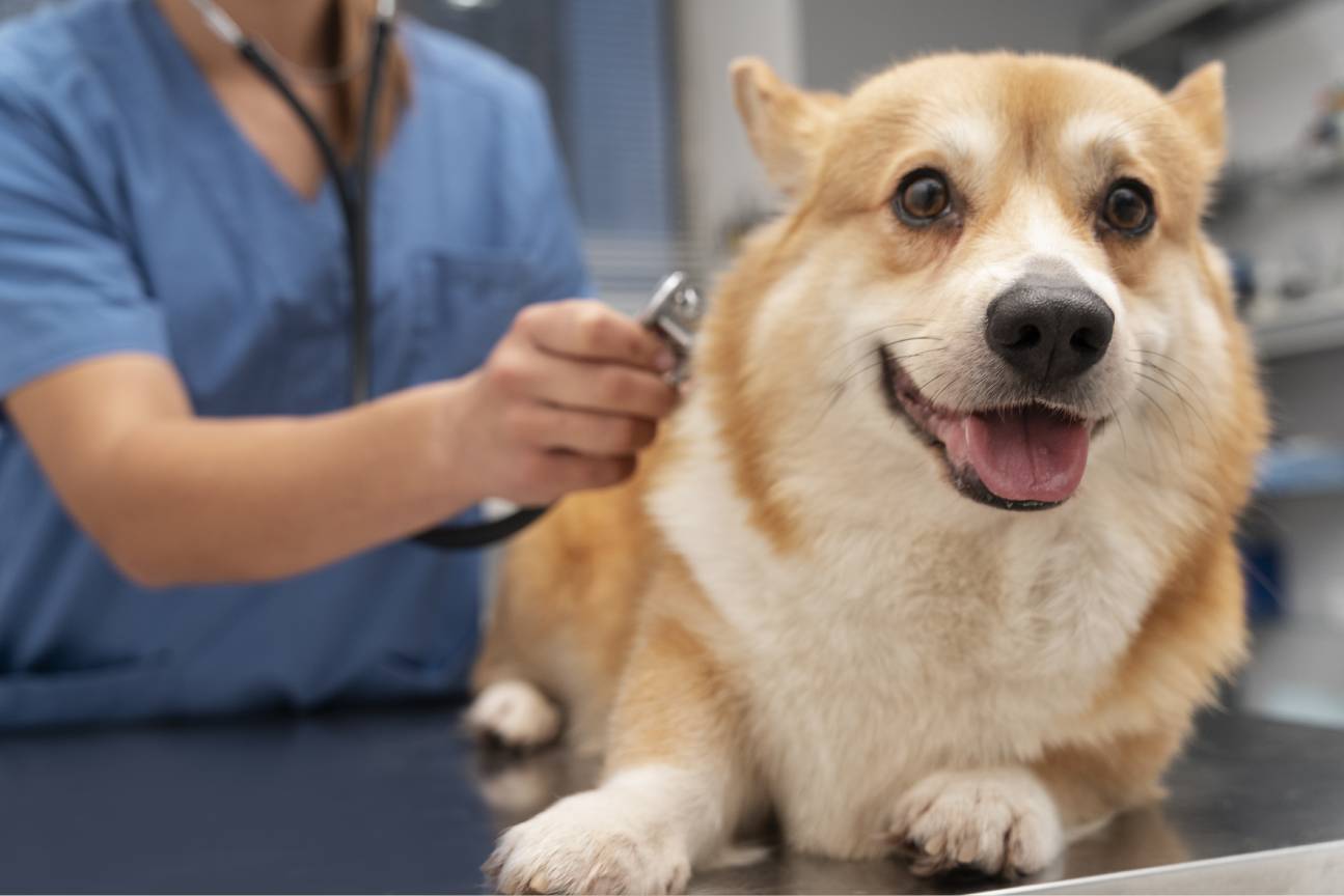 A dog being examined by a vet