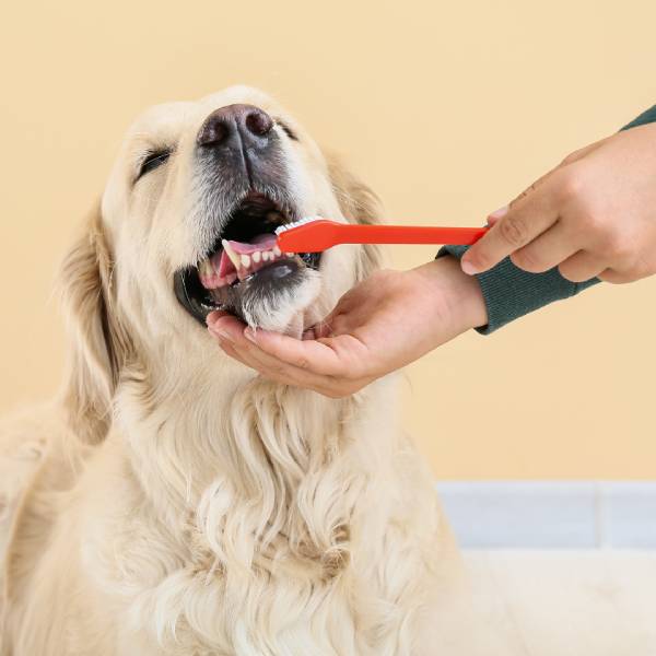 A dog being brushed by a hand