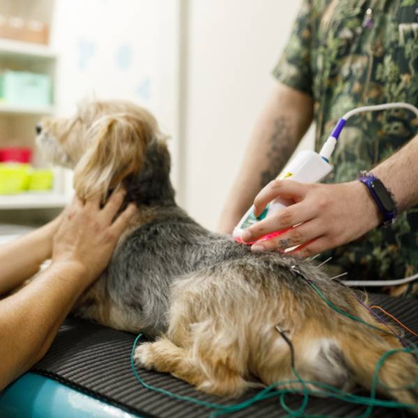 Pet Laser Therapy service