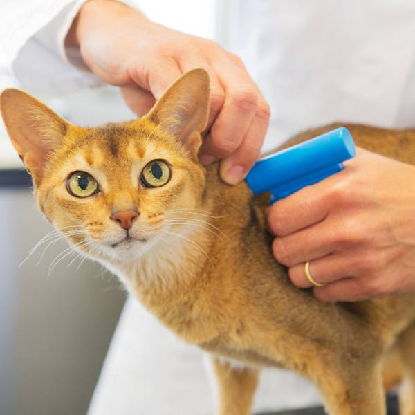 Pet Micro-chipping Service