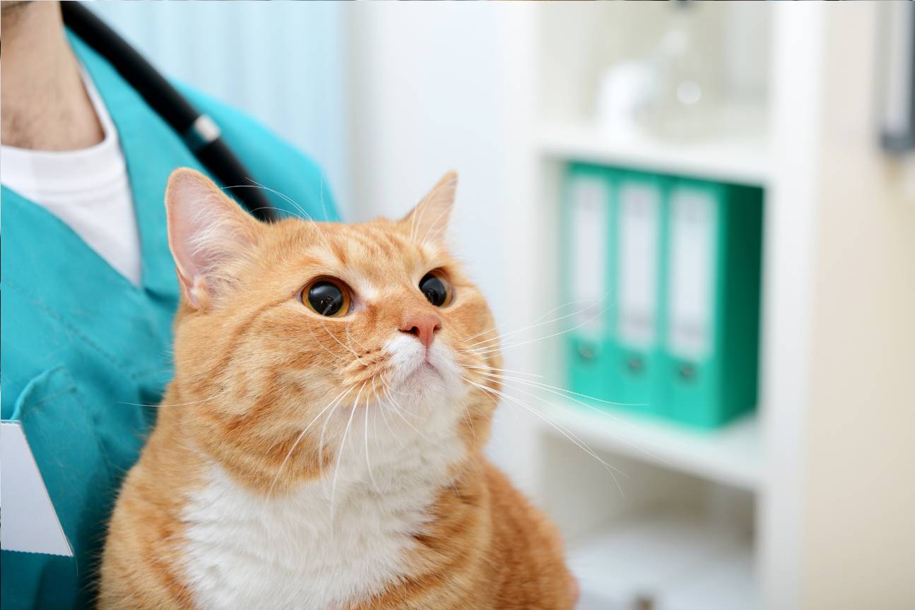 A cat looking up at a doctor