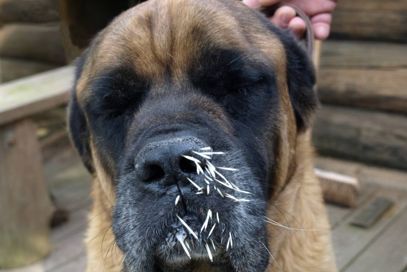 A dog with person white spikes on its nose