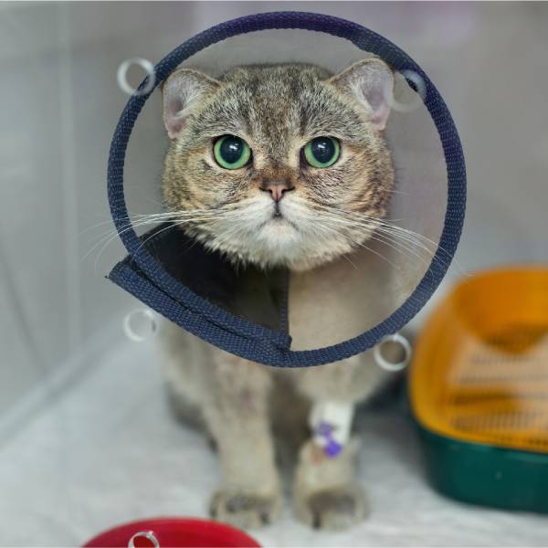 A cat wearing a cone around its neck