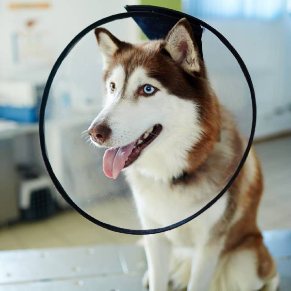 A dog with a cone around its neck