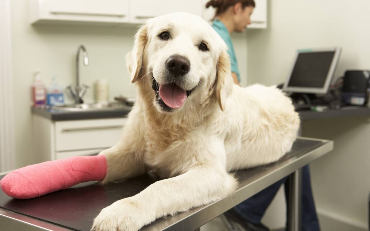 A dog with a cast on its paw