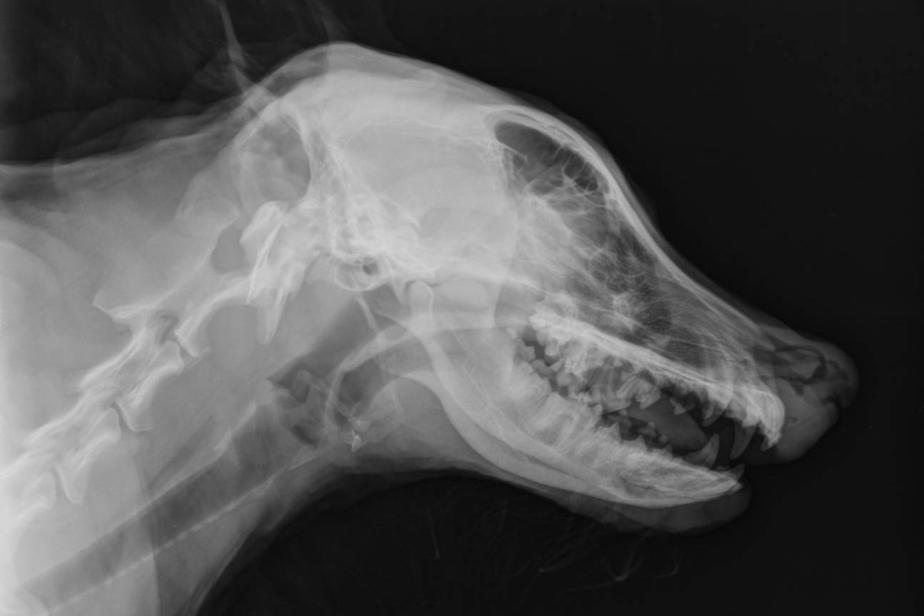 An x-ray of a dog's skull<br />
