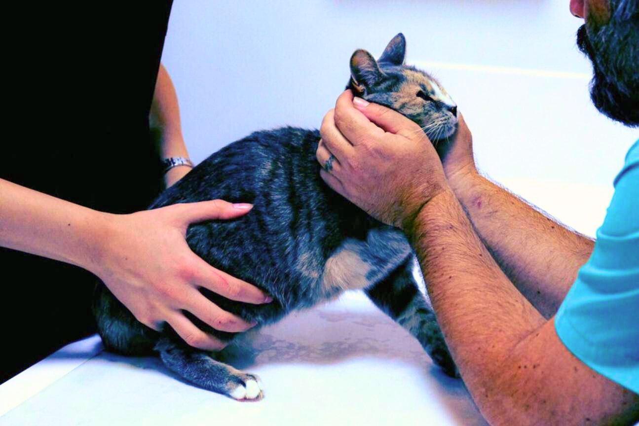 vet team examining cat